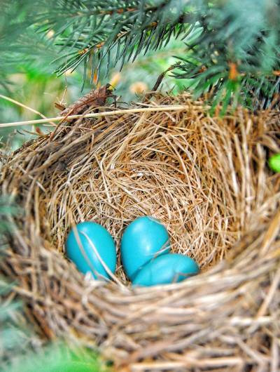 About Three Robins Emerald Hills - Robin eggs in a nest represents supportive home